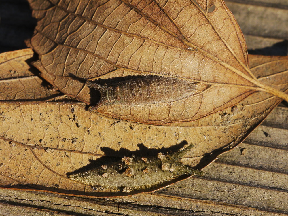 冬を過ごす昆虫たち　　2010.1.9埼玉県_a0146869_6575162.jpg