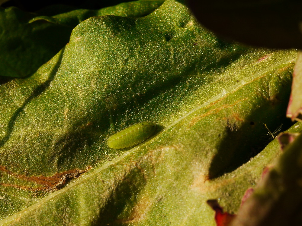 冬を過ごす昆虫たち　　2010.1.9埼玉県_a0146869_6592892.jpg