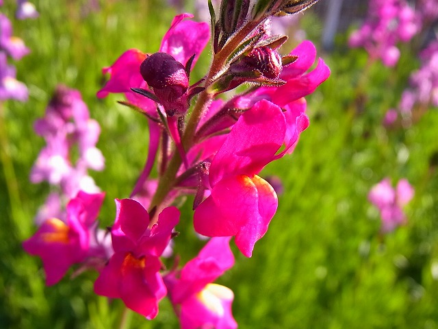 e0181373_2158316.jpg