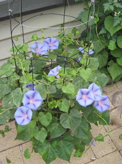 夏の花といえば 朝顔とひまわり メルボルン 手作り生活の記録