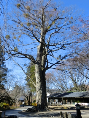 小諸市観光協会のブログ _e0120896_962938.jpg
