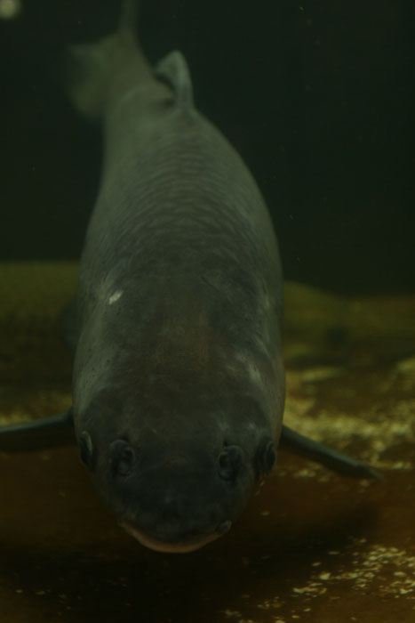 中国産有毒魚類および薬用魚類 中国産有毒魚類および薬用魚類