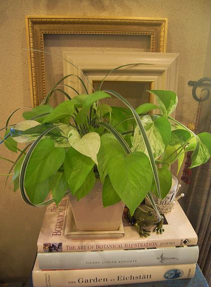 リビングのアイビーとポトス ほんの小さな庭