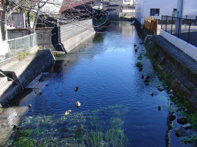 田宿川周辺の異常湧水?_f0141310_23143874.jpg