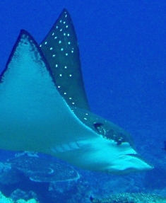 南のアウトリーフは大当たり!_a0043520_2322720.jpg
