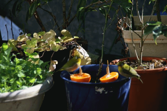 e0033229_19454121.gif