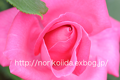 Modern Rose 123＊ボニー・スコットランド　　　_d0086230_7154589.jpg