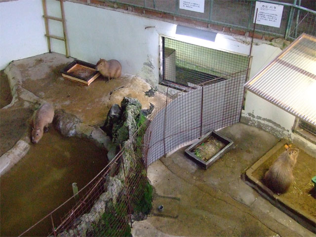 デカうさちゃんがドームに移動。その他つれづれ_a0179837_10462586.jpg