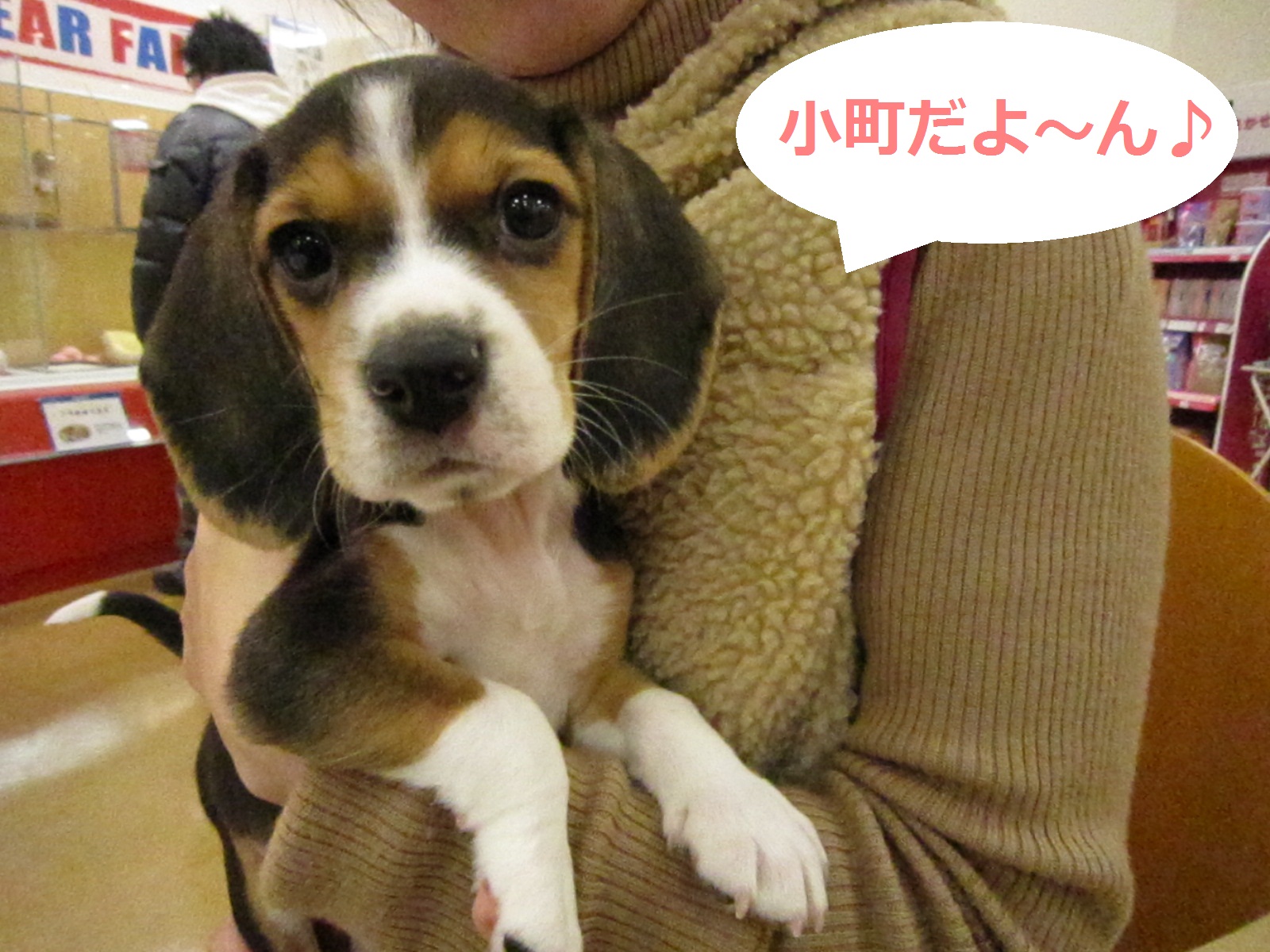 beaglesに会ったよ～_d0155853_22314380.jpg