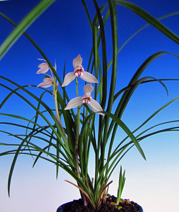 中国 春蘭 蓮瓣蘭 蓮弁蘭 東洋ラン 山野草「雲竜紅荷」 銘