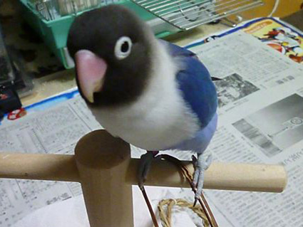 e0147757_20379.jpg