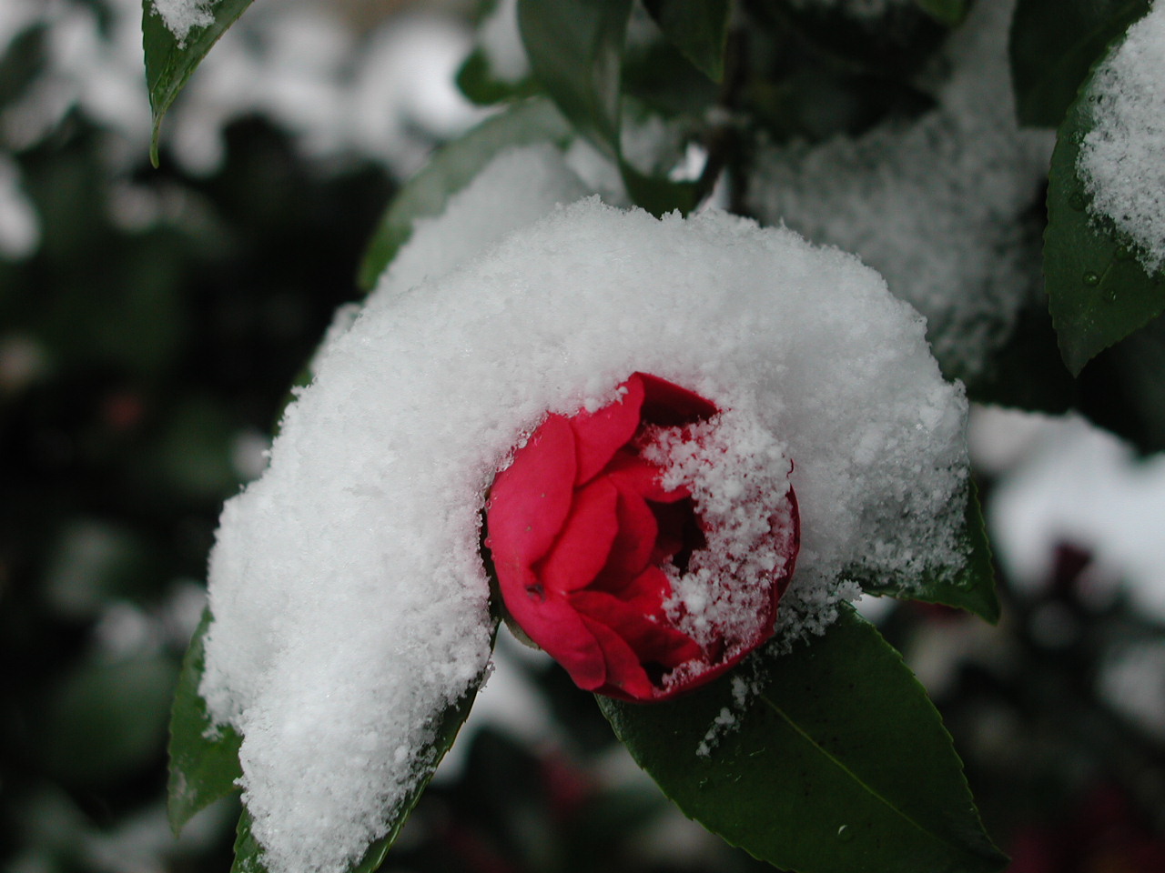 お正月から雪模様です・・・・_f0201562_19582374.jpg