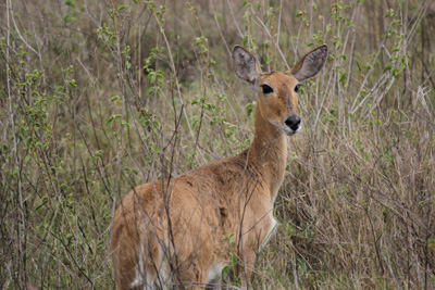 セレンゲッティ国立公園　　　　　　　　　　　　   TANZANIA_e0184067_1024953.jpg