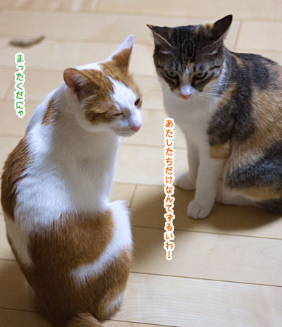 病院嫌い 梅蔵猫日記 病院嫌い 梅蔵猫日記