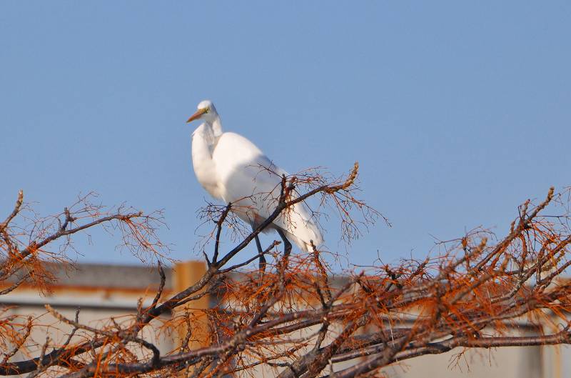 大池周辺の鳥_b0167370_13354827.jpg