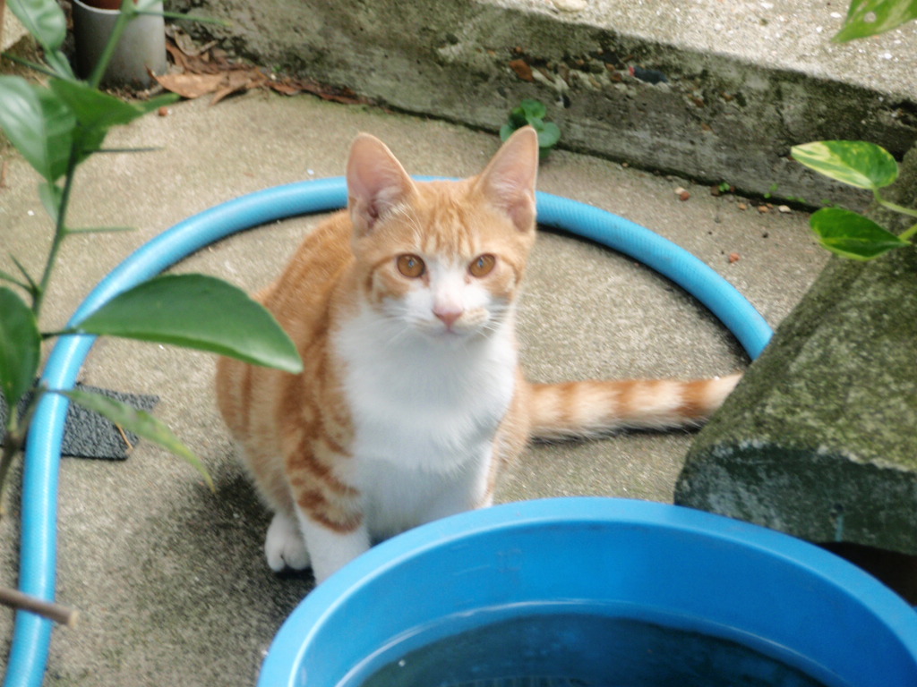 猫の好物_b0206085_0494130.jpg