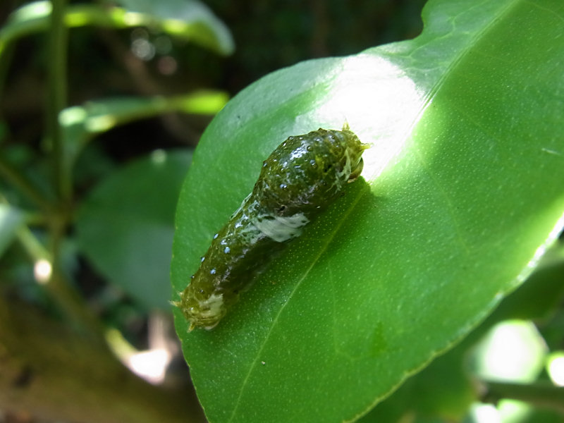 ナガサキアゲハ（赤坂 2010/09/17撮影）_f0204094_1725268.jpg