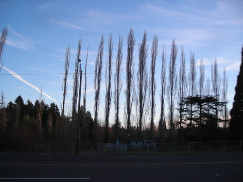 d0000995_17384645.jpg