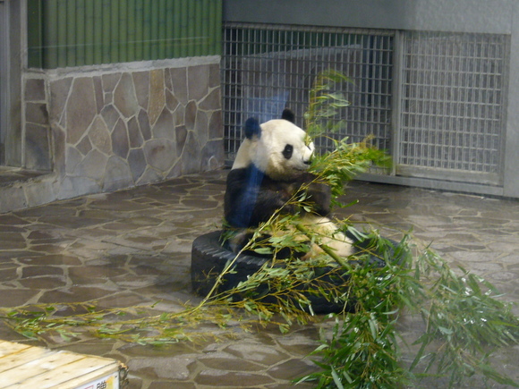 王子動物園_d0015096_2351678.jpg