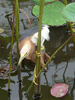 バリの風景6 バリで出会った動物たち_b0014003_1552356.jpg