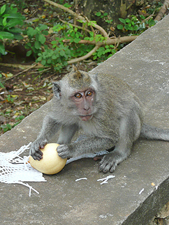 バリの風景６　バリで出会った動物たち_b0014003_15532798.jpg