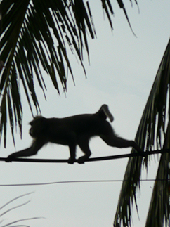 バリの風景6 バリで出会った動物たち_b0014003_15534747.jpg