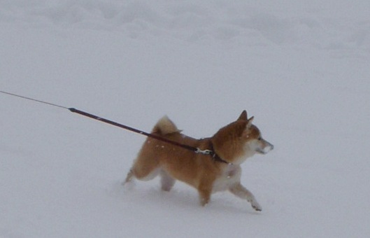 f0004309_21503114.jpg