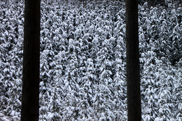 雪景色 杉坂_e0048413_11524960.jpg