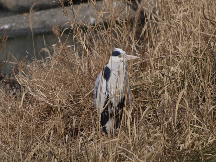 八幡川と石内川の水鳥。。_c0116915_23413077.jpg