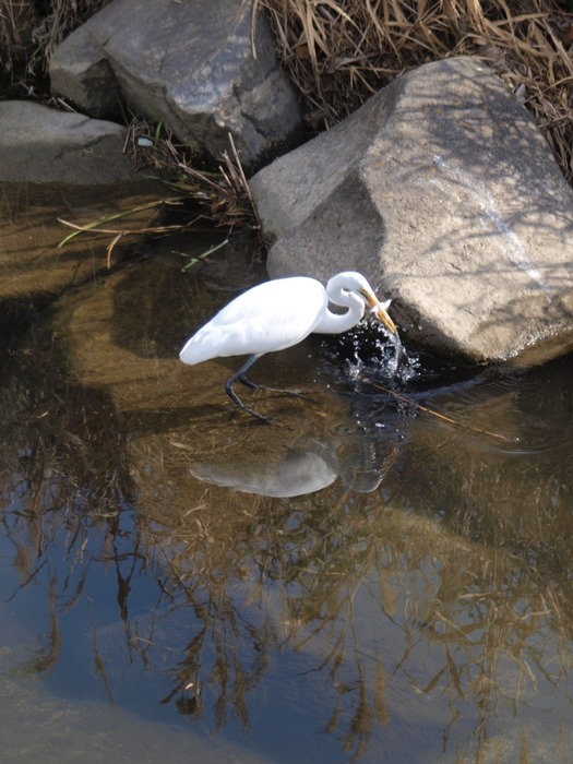 八幡川と石内川の水鳥。。_c0116915_23431444.jpg