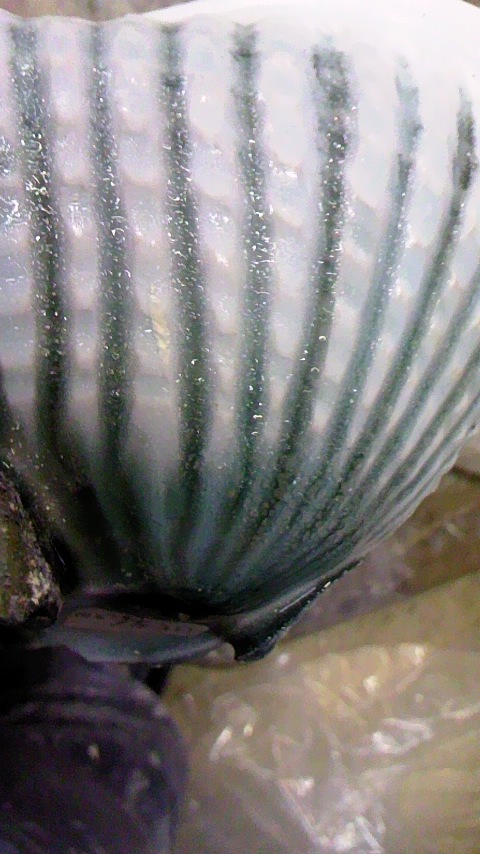 c0204518_12132088.jpg