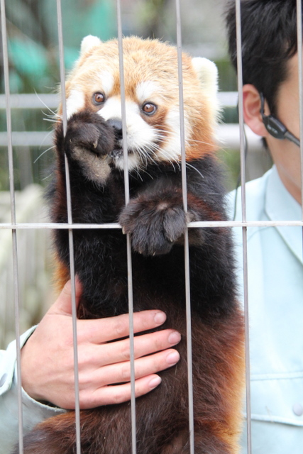 2011冬休みレッサー遠征周南市徳山動物園編7_f0221023_6245773.jpg