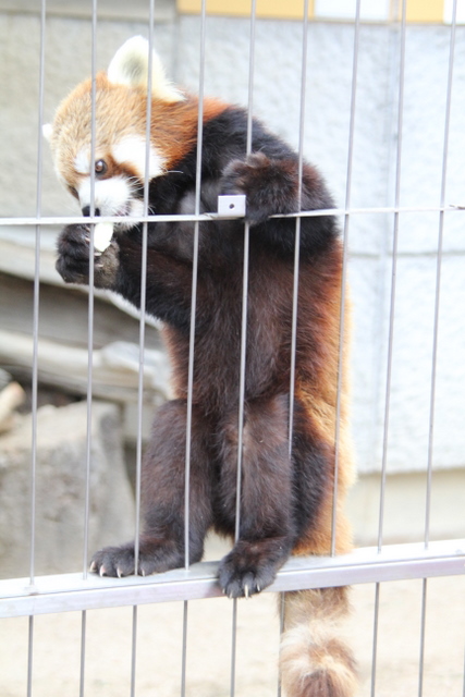 2011冬休みレッサー遠征周南市徳山動物園編7_f0221023_62458100.jpg