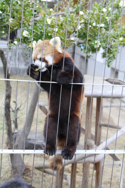 2011冬休みレッサー遠征周南市徳山動物園編7_f0221023_6245989.jpg