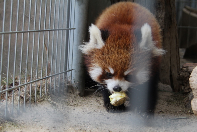 2011冬休みレッサー遠征周南市徳山動物園編7_f0221023_625125.jpg