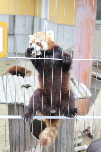 2011冬休みレッサー遠征周南市徳山動物園編7_f0221023_625187.jpg