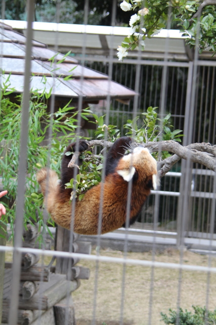 2011冬休みレッサー遠征周南市徳山動物園編7_f0221023_625253.jpg