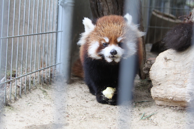 2011冬休みレッサー遠征周南市徳山動物園編7_f0221023_625290.jpg