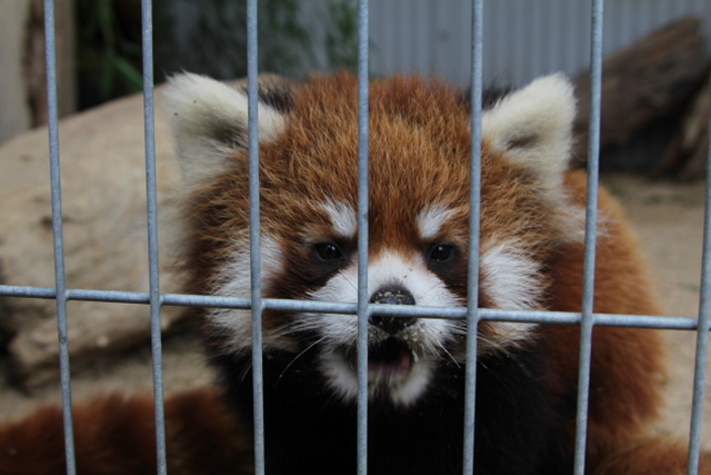 2011冬休みレッサー遠征周南市徳山動物園編7_f0221023_6384459.jpg