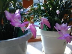 c0109726_13483330.jpg