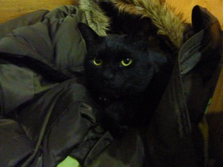 猫のお友だち ちーくん編。_a0143140_0551714.jpg