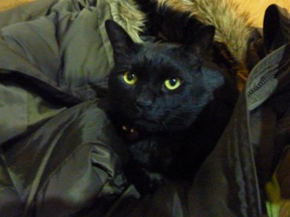 猫のお友だち ちーくん編。_a0143140_0555736.jpg