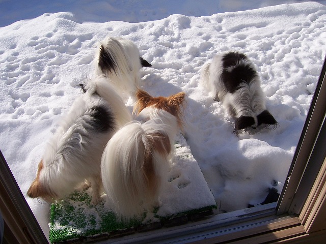 犬は喜び庭かけまわらない(-_-#)_c0048940_063858.jpg