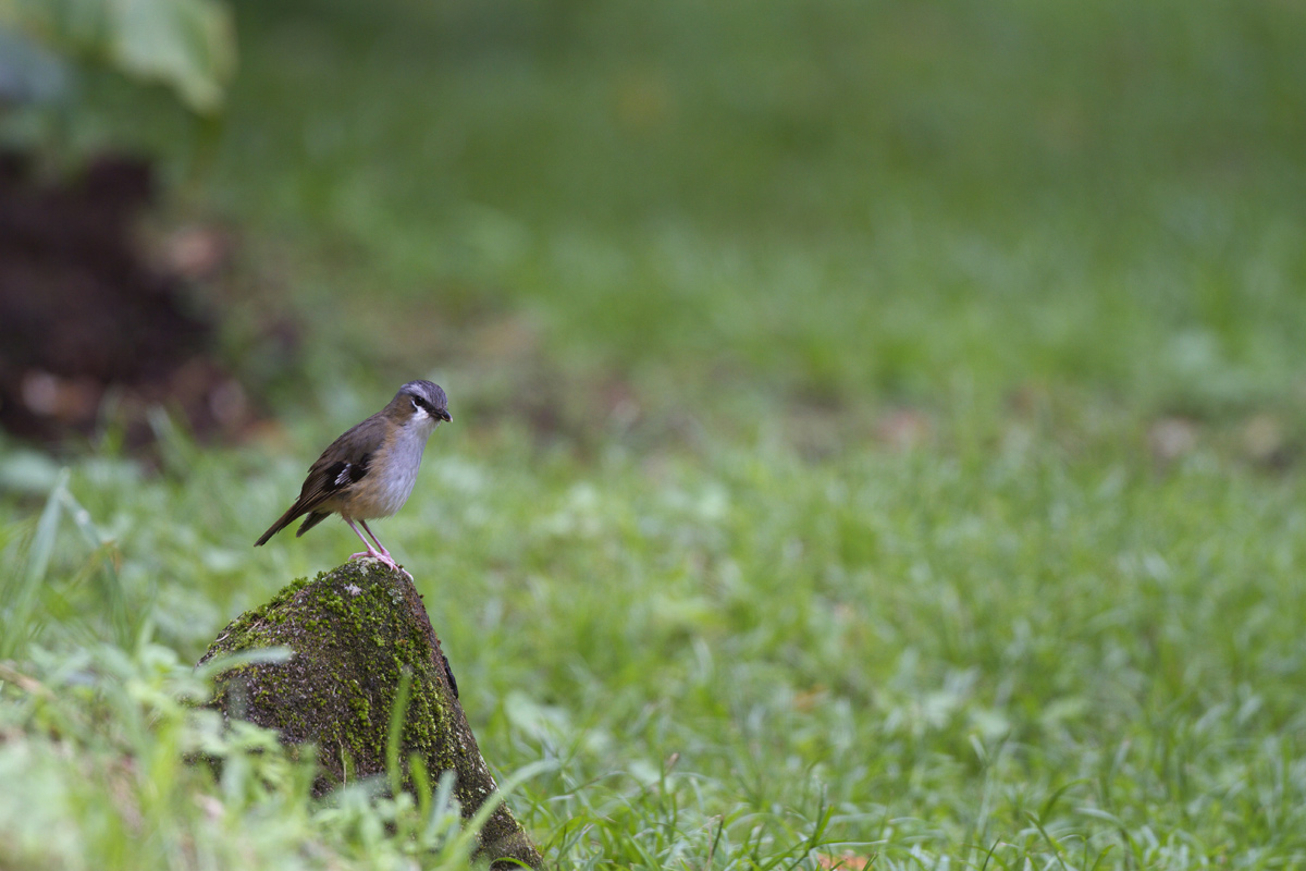 オーストラリア　ケアンズ探鳥（１２月１０日分）_d0013455_9421495.jpg