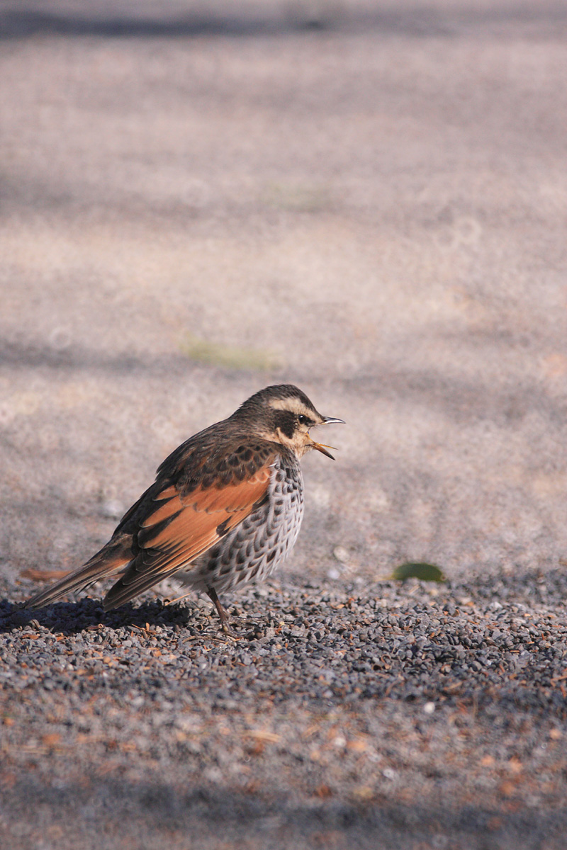 野鳥詰め放題_d0148060_19342.jpg