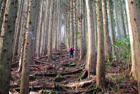 カモシカに遭遇（突先山～大山）_d0164761_15101231.jpg