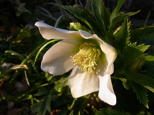 e0181373_20113652.jpg