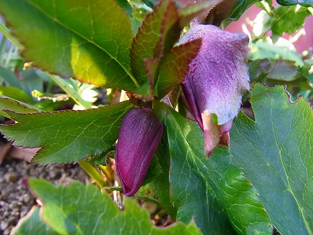 e0181373_2012794.jpg
