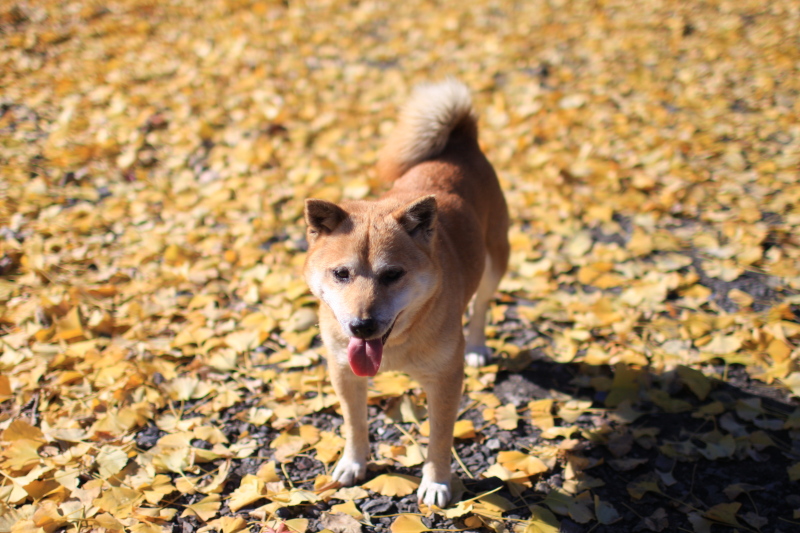 犬の話 ベルギー駐在員写真日記 犬の話 ベルギー駐在員写真日記