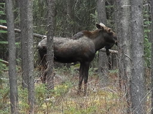 幻の動物!?ムース_c0158082_10304971.jpg